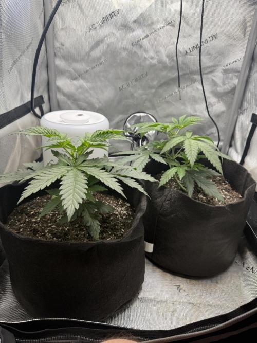 Durban Thai Jack Herer x Rosetta Stone. Week 2