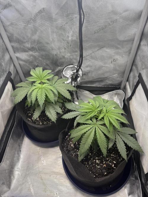 BGS TESTERS. Week 2 - 7.12.26- JUST WATERED