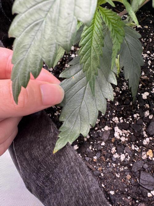 Durban Thai Jack Herer x Rosetta Stone. Week 2