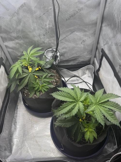 Durban Thai Jack Herer x Rosetta Stone. Week 2