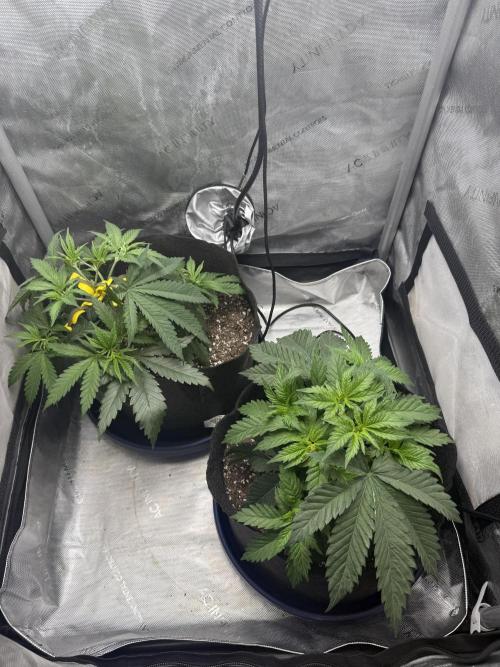 BGS TESTERS. Week 2 - 7.15.26- Taking training well!! 8 good tops forming. 