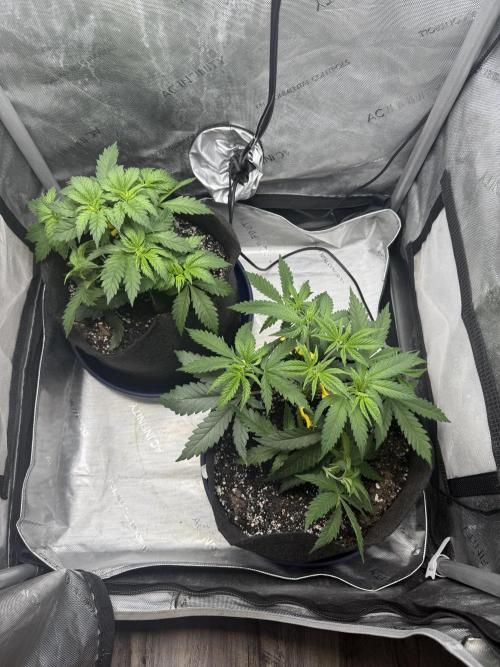 BGS TESTERS. Week 3 - 7.16.26- Light Defol