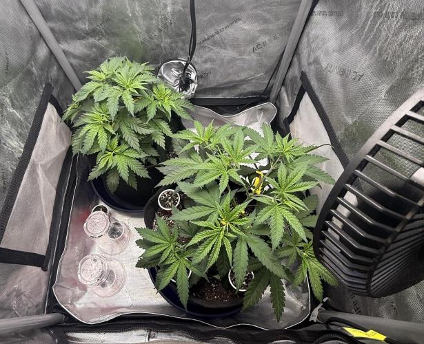 BGS TESTERS. Week 3 - 7.18.26- Letting the girls grow
