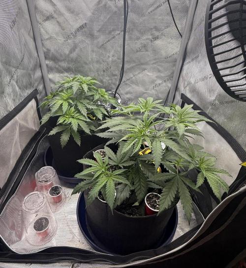 BGS TESTERS. Week 3 - 7.18.26- Def two different phenos here