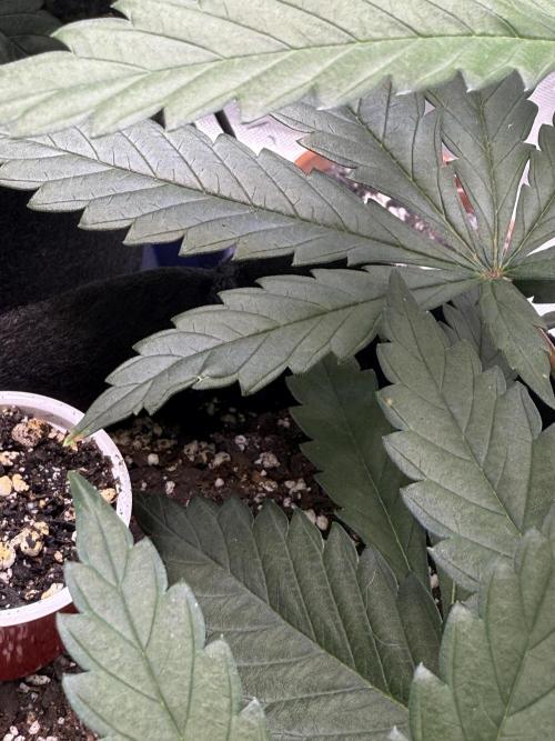 BGS TESTERS. Week 3 - 7.18.26- Water marks I think 