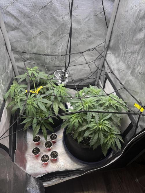 Durban Thai Jack Herer x Rosetta Stone. Week 3