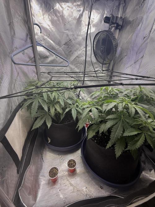 Durban Thai Jack Herer x Rosetta Stone. Week 4