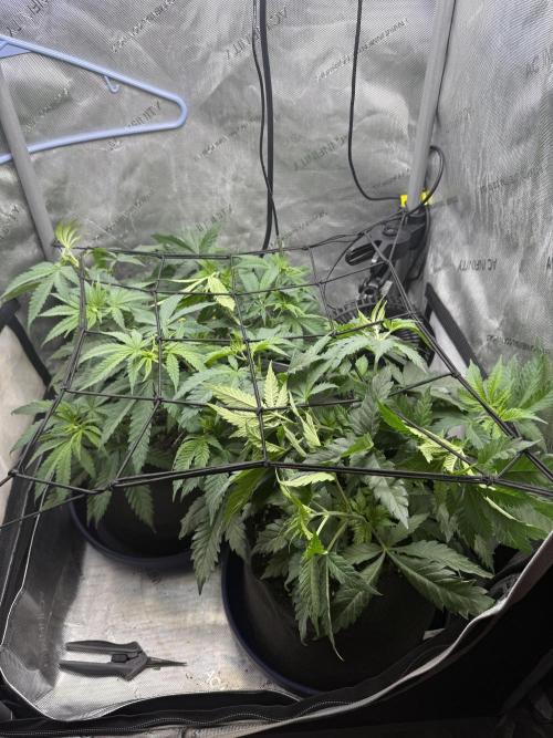 Durban Thai Jack Herer x Rosetta Stone. Week 4