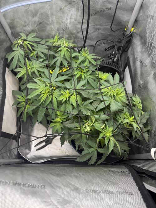 BGS TESTERS. Week 4 - Little bit of SCROG!