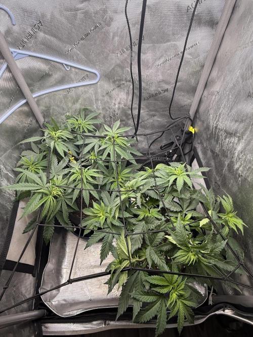 BGS TESTERS. Week 4 - 7.28- Canopy top view after a defol 