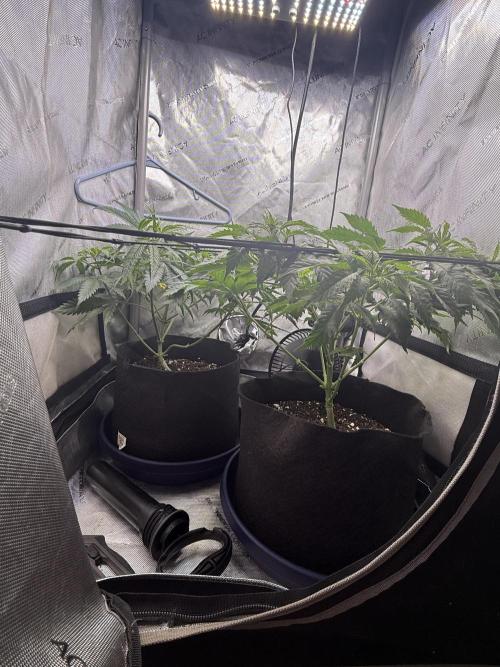BGS TESTERS. Week 4 - 7.29- ANOTHER DEFOL