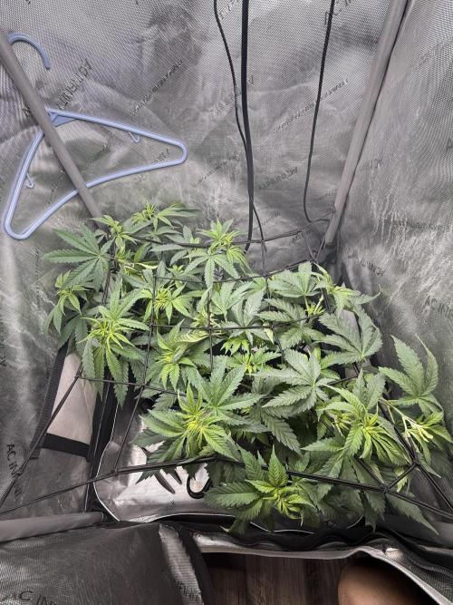 BGS TESTERS. Week 4 - 7.29- CANOPY TRAINING ATTEMPT