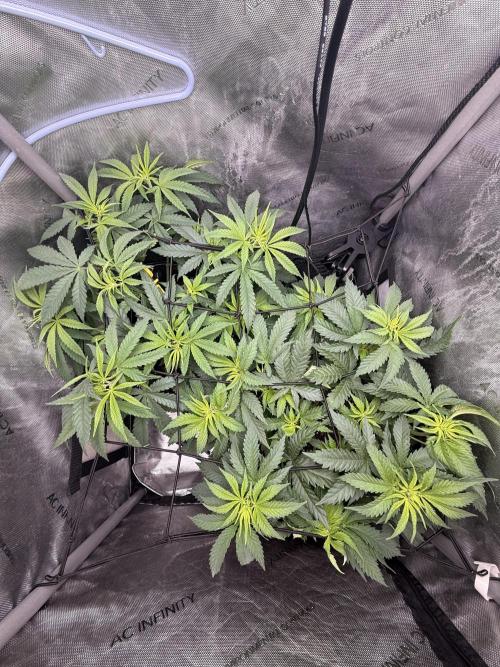 BGS TESTERS. Week 4 - 7.30- CANOPY VIEW