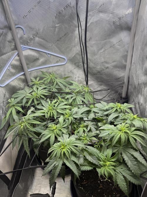 BGS TESTERS. Week 5 - 8.1- Canopy filling out nicely. 