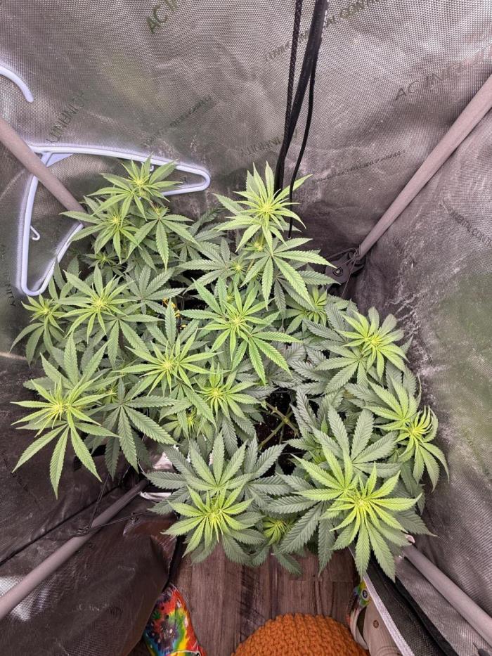 BGS TESTERS. Week 6 - 8.8- Post Tea 1500 ML