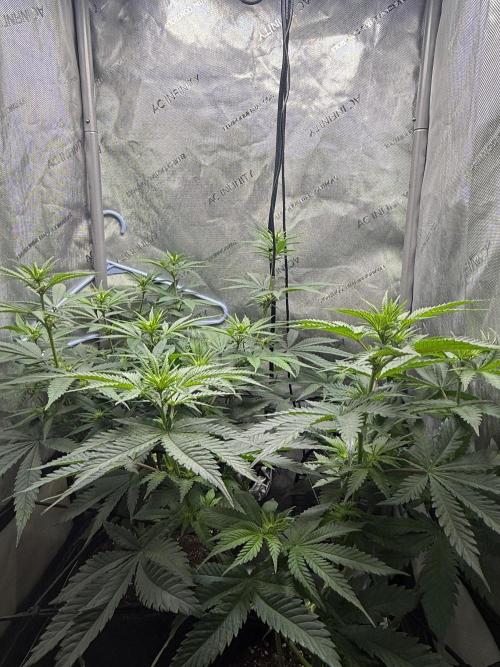 BGS TESTERS. Week 6 - 8.9