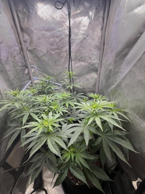 BGS TESTERS. Week 6 - 8.9