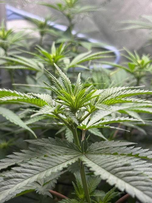 Durban Thai Jack Herer x Rosetta Stone. Week 6