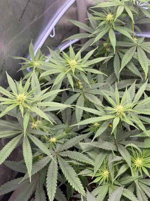 Durban Thai Jack Herer x Rosetta Stone. Week 6