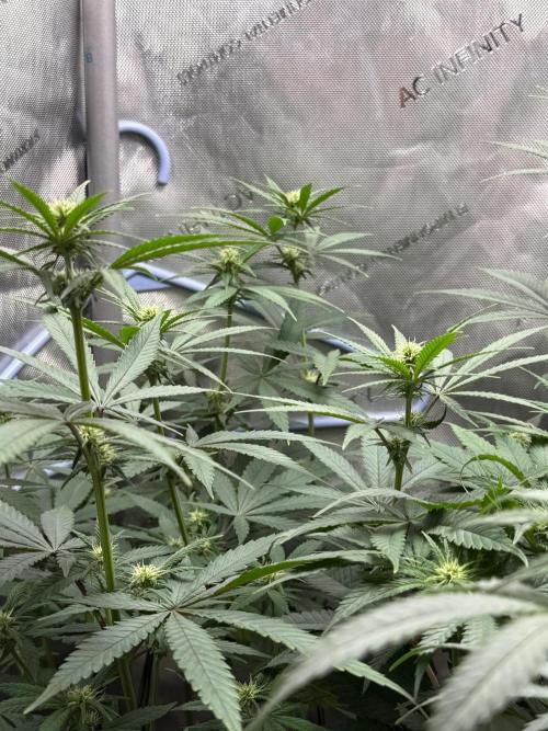 Durban Thai Jack Herer x Rosetta Stone. Week 6