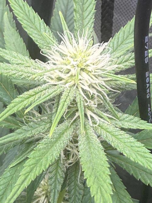 BGS TESTERS. Week 7 - 8.15 Bud Shot!