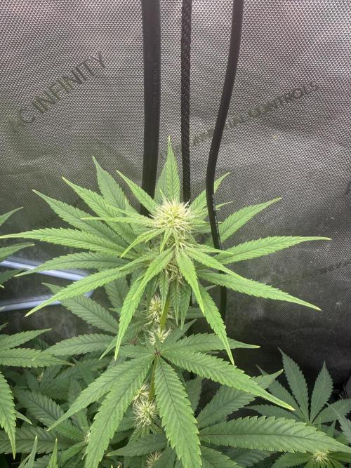 BGS TESTERS. Week 7 - 8.15 Look at her stack!