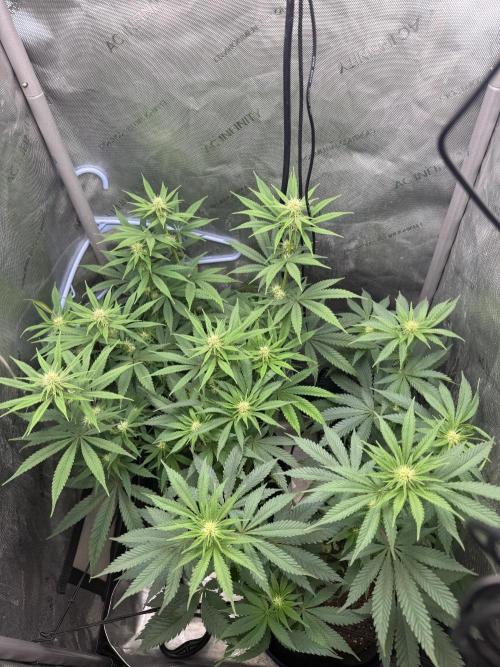 BGS TESTERS. Week 7 - 8.15 Canopy View