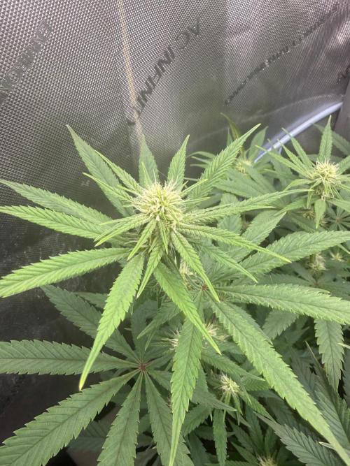 Durban Thai Jack Herer x Rosetta Stone. Week 7