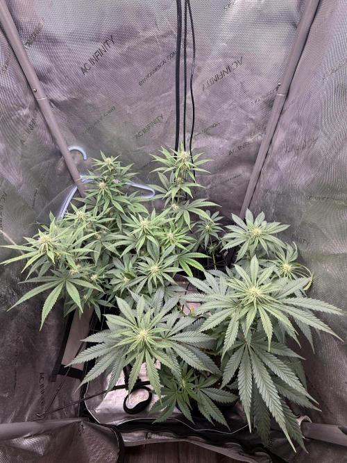 Durban Thai Jack Herer x Rosetta Stone. Week 7