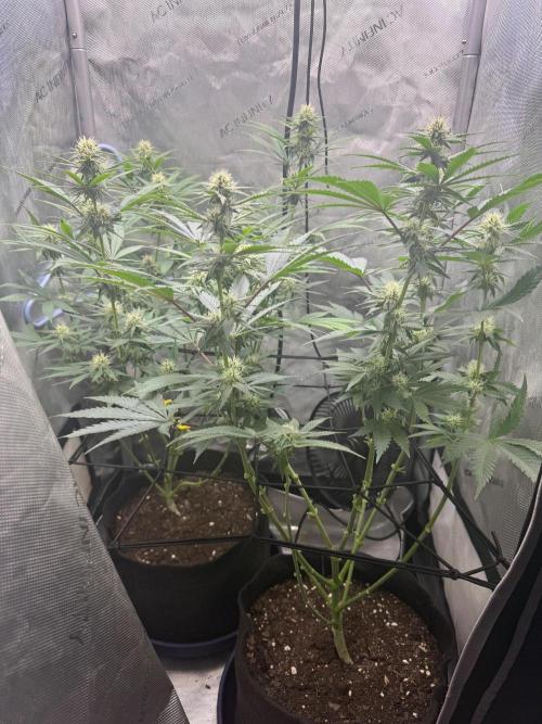 BGS TESTERS. Week 8 - 8.20