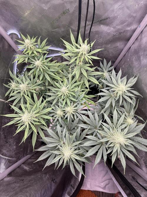BGS TESTERS. Week 8 - 8.20