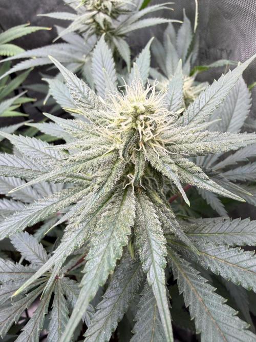 BGS TESTERS. Week 9