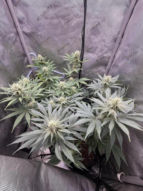 BGS TESTERS. Week 9
