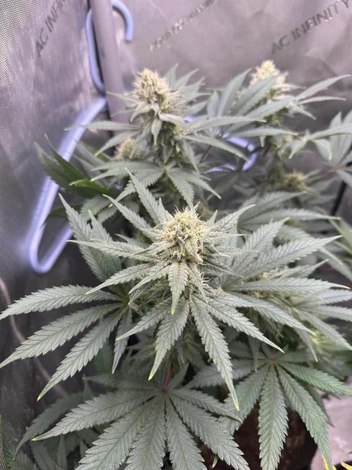 BGS TESTERS. Week 10 - 9.4
