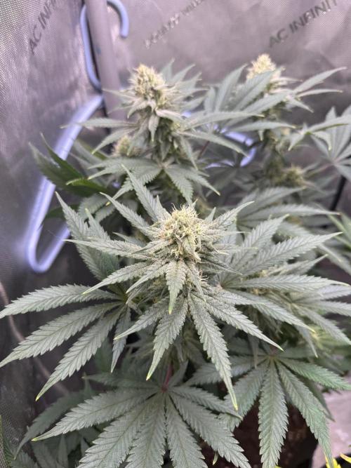 BGS TESTERS. Week 10 - 9.4