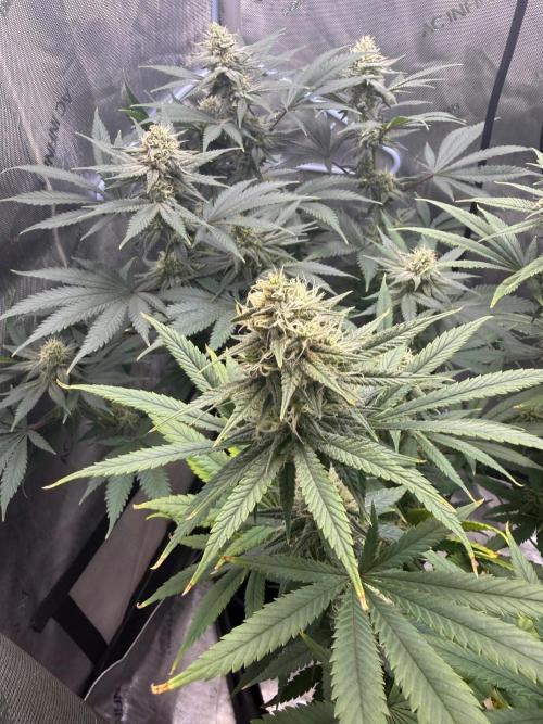 BGS TESTERS. Week 10 - 9.4