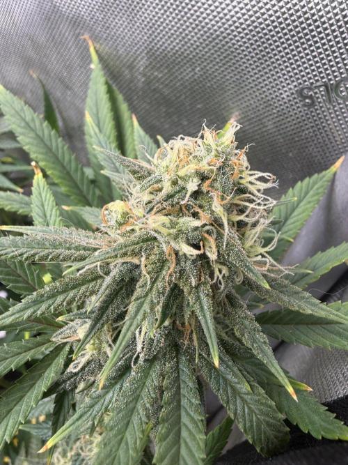 BGS TESTERS. Week 11