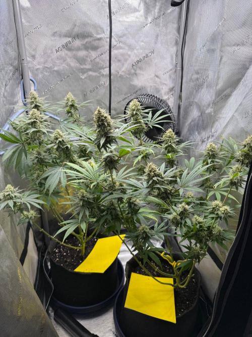 BGS TESTERS. Week 11