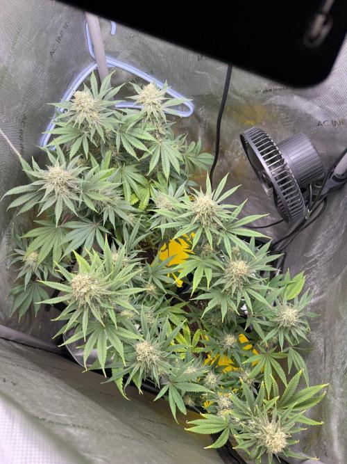 BGS TESTERS. Week 11