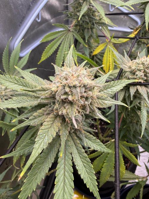 Durban Thai Jack Herer x Rosetta Stone. Week 12
