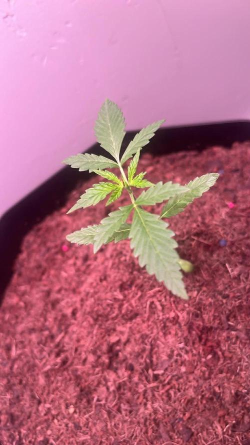 Purple Queen. Week 3 - P.Queen at 3 weeks 

