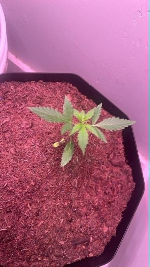 Purple Queen. Week 3 - P.Queen at 3 weeks