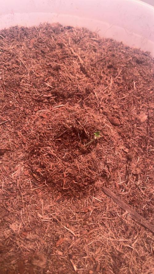 Purple Queen. Week 3 - P.Queen at Germination