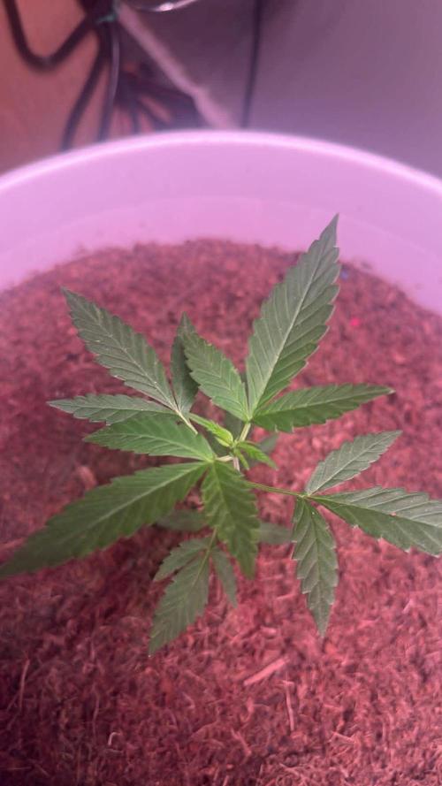 Gelato Auto. Week 6 - G.Auto - Week 6