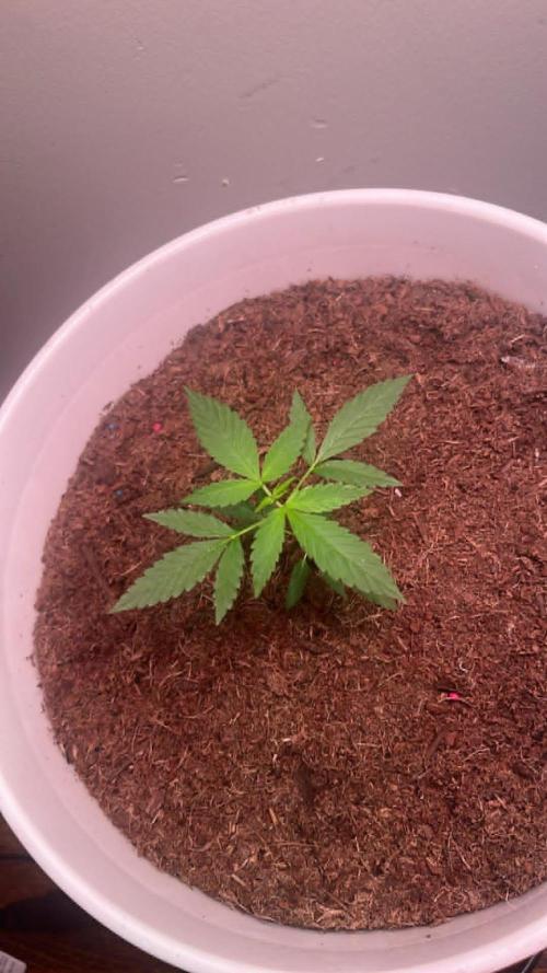 Gelato Auto. Week 6 - G.Auto week 4/5