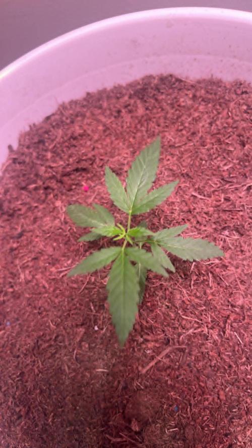 Gelato Auto. Week 6 - G.Auto week 3/4