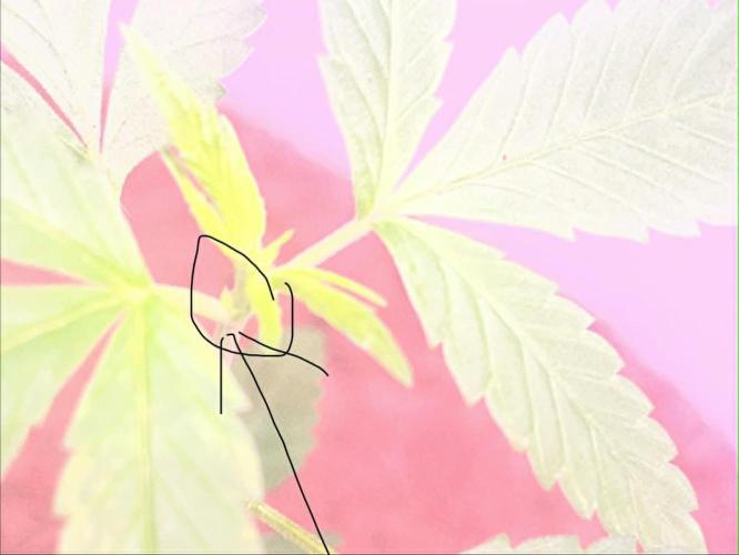 Gelato Auto. Week 6 - G.Auto - Week 6 
These are the toothpick growths in the armpits of the plant