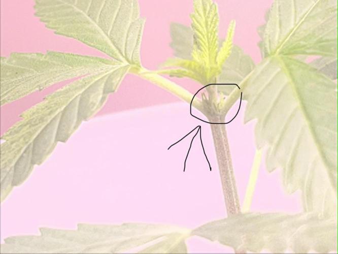 Gelato Auto. Week 6 - G.Auto - Week 6
Toothpick Growth