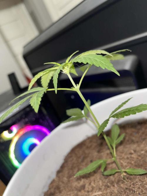Gelato Auto. Week 7 - Gelato Auto 7 weeks
Look at those toothpick growths! getting bigger!