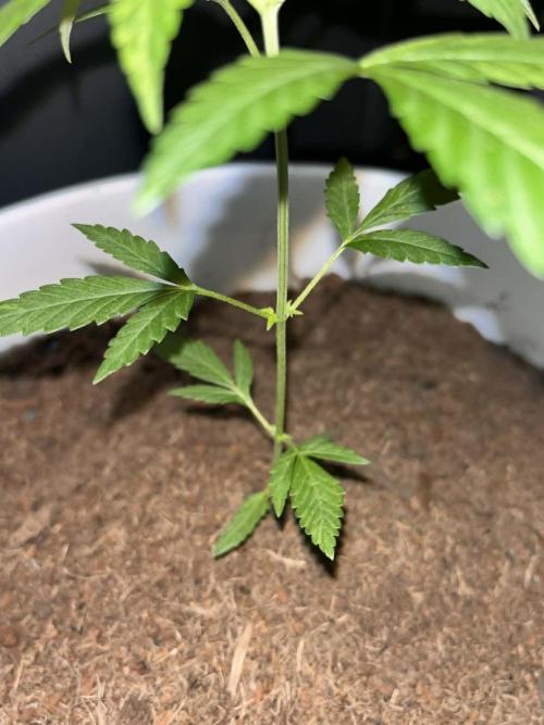 Gelato Auto. Week 7 - Gelato Auto Week 7
The smell coming off the plant now is amazing! 